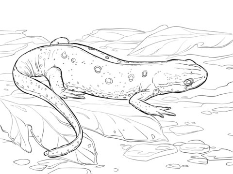 Eastern Red Spotted Newt Coloring Page